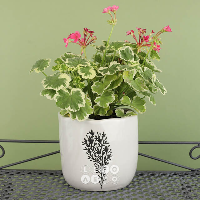 Декоративное кашпо Fiori Selvati 15*13 см, фарфор Koopman