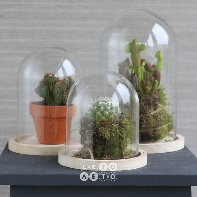 Стеклянный клош для декора Лангкави 16 см на деревянной подставке Ideas4Seasons