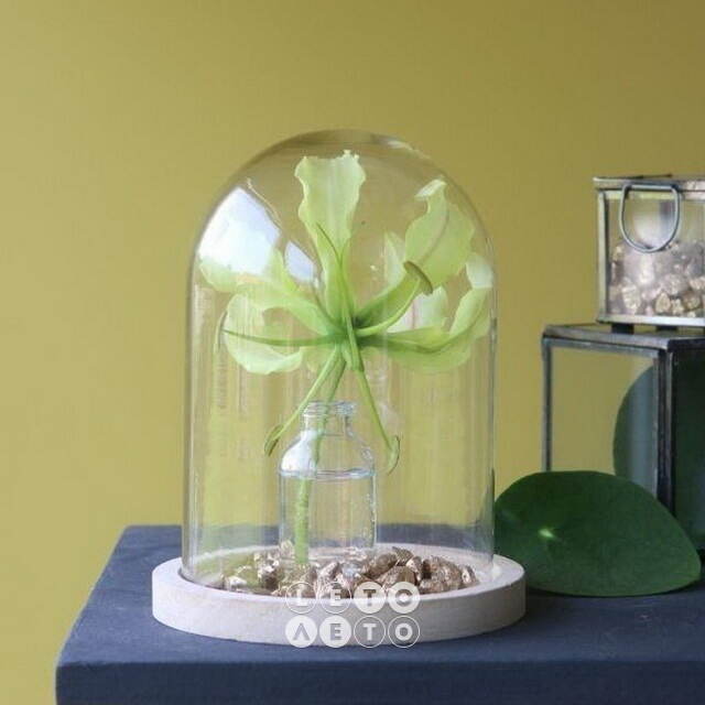 Стеклянный клош для декора Лангкави 16 см на деревянной подставке Ideas4Seasons