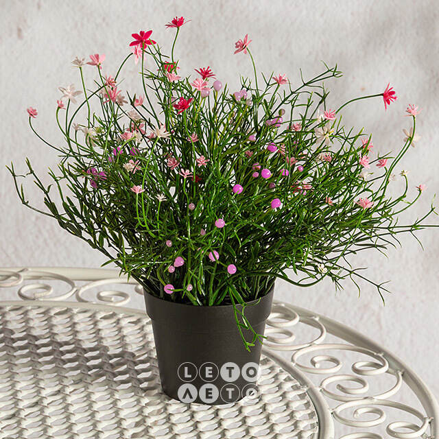 Искусственный цветок в горшке Хатиора 25 см, розовый Summer Deco