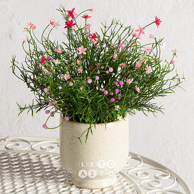 Искусственный цветок в горшке Хатиора 25 см, розовый Summer Deco