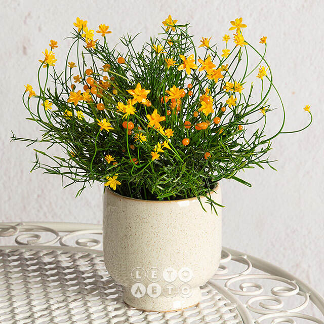 Искусственный цветок в горшке Хатиора 25 см, желтый Summer Deco