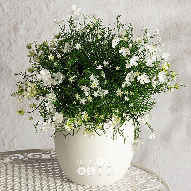 Искусственный цветок в горшке Лобелия 36 см, белый Summer Deco