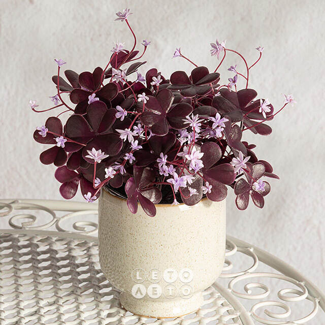 Искусственный цветок в горшке Оксалис 22 см Summer Deco