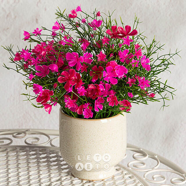 Искусственные цветы в горшке Флоксы розовые 23 см Summer Deco