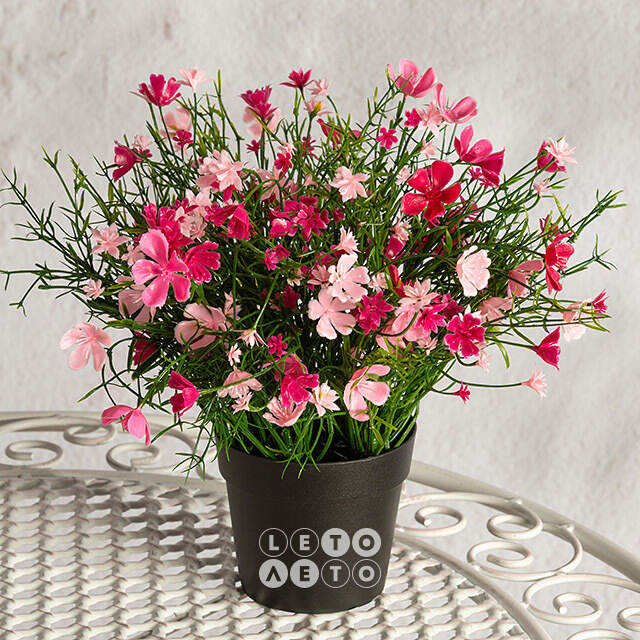 Искусственные цветы в горшке Флоксы нежно-розовые 23 см Summer Deco
