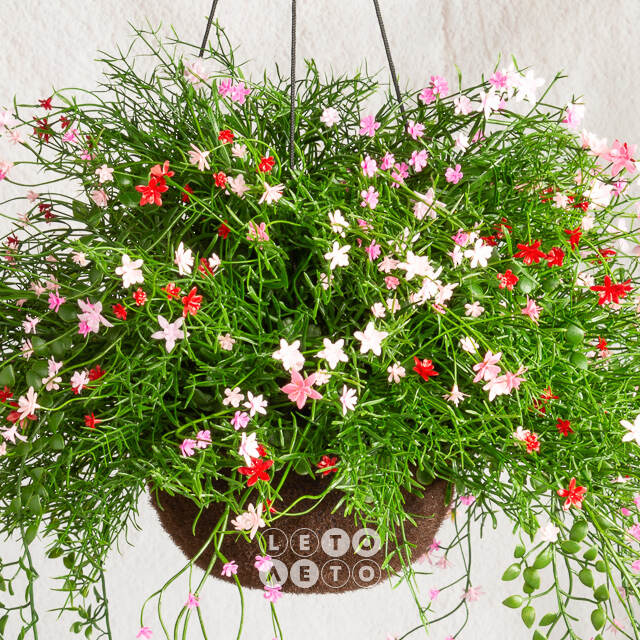 Искусственный цветок в кашпо Matera - Цветочный Коктейль 43 см Summer Deco