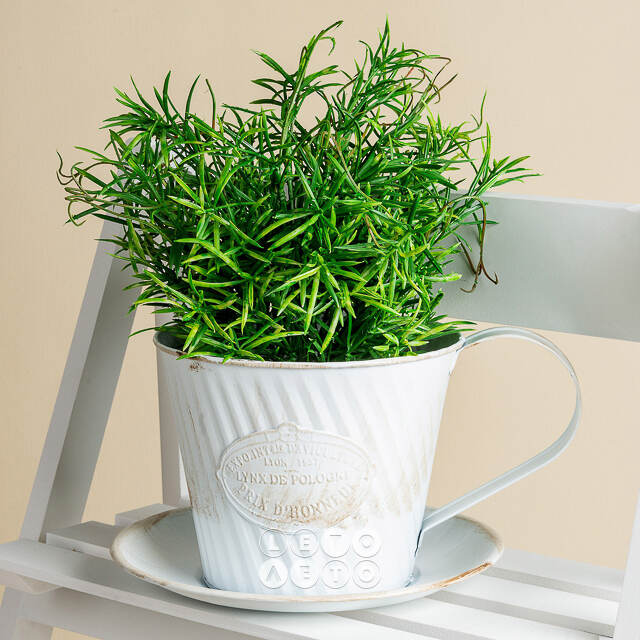 Искусственное растение в горшке Boxwood 29 см черный Boltze
