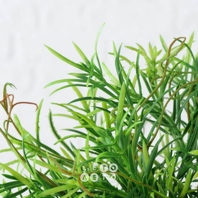 Искусственное растение в горшке Boxwood 29 см черный Boltze