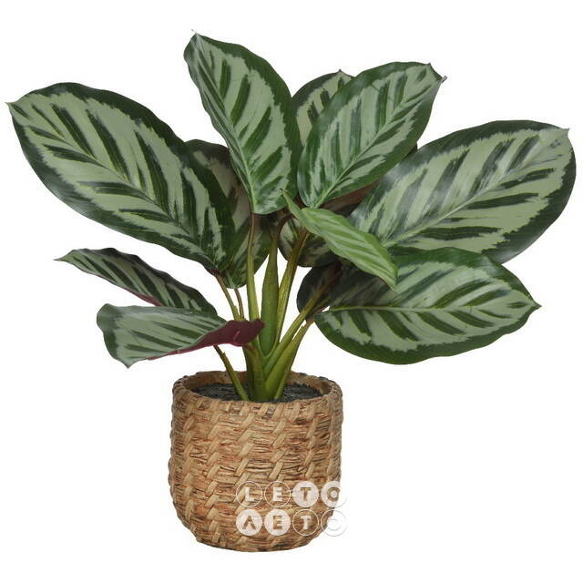 Искусственное растение в горшке Calathea 38 см Kaemingk