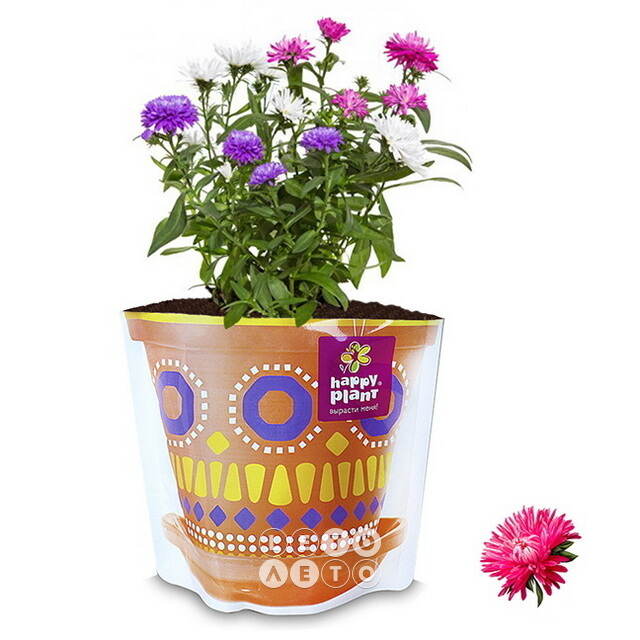 Набор для выращивания Астра звездная Happy Plant