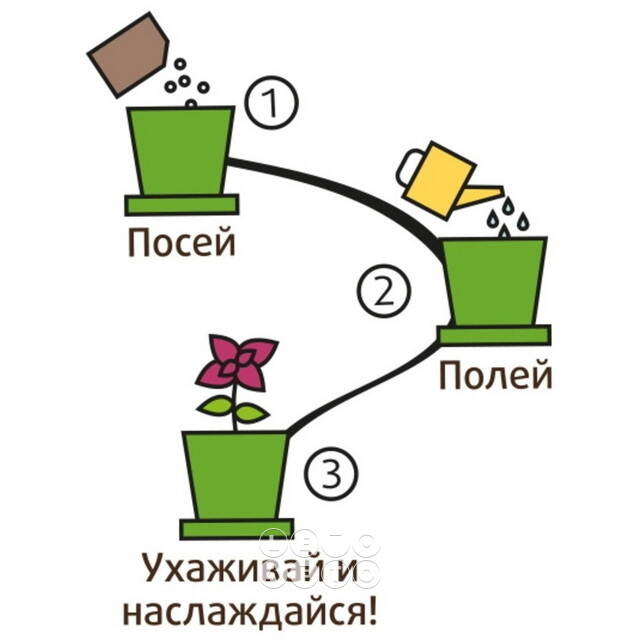 Набор для выращивания Бархатцы Золотистые в горшке Happy Plant