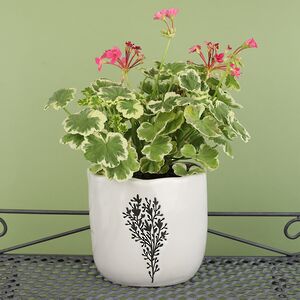 Декоративное кашпо Fiori Selvati 15*13 см, фарфор Koopman фото 2
