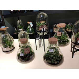 Стеклянная банка с крышкой Андреас 25*23 см Edelman фото 2