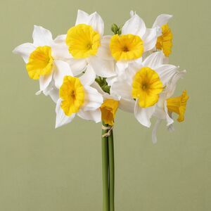 Искусственный букет Нарцисс - Sunny Mood 40 см желтый, 3 шт EDG фото 2