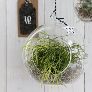 Стеклянный шар для декора Melone 14 см Ideas4Seasons фото 4