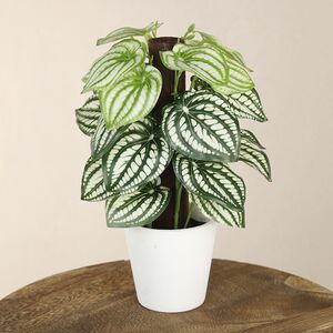 Искусственное растение в горшке Watermelon 25 см Koopman фото 3