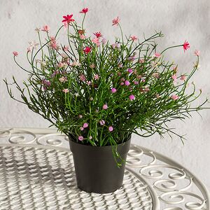 Искусственный цветок в горшке Хатиора 25 см, розовый Summer Deco фото 4