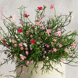 Искусственный цветок в горшке Хатиора 25 см, розовый Summer Deco фото 2