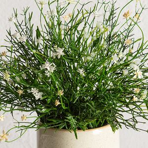 Искусственный цветок в горшке Хатиора 25 см, белый Summer Deco фото 2