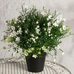 Искусственный цветок в горшке Лобелия 36 см, белый Summer Deco фото 4