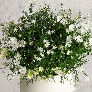 Искусственный цветок в горшке Лобелия 36 см, белый Summer Deco фото 2