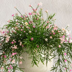 Подвесной искусственный цветок Midleton Stone 43 см, розовый Summer Deco фото 2