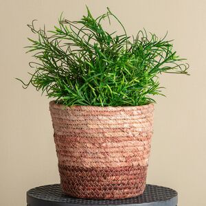 Искусственное растение в горшке Boxwood 29 см черный Boltze фото 5
