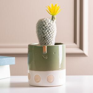 Искусственный кактус в горшке Цереус Sun Flower 19 см Kaemingk фото 2