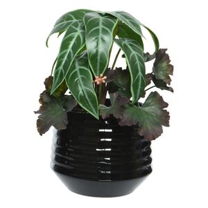 Искусственное растение в горшке Alocasia Green 25 см Kaemingk фото 6