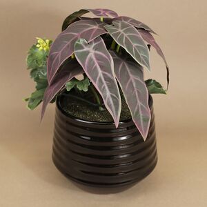 Искусственное растение в горшке Alocasia Purple 25 см Kaemingk фото 2