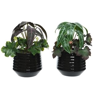 Искусственное растение в горшке Alocasia Purple 25 см Kaemingk фото 6