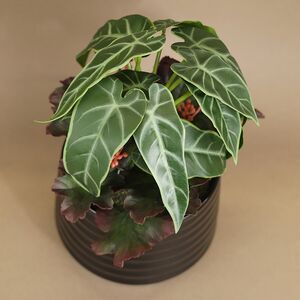 Искусственное растение в горшке Alocasia Green 25 см Kaemingk фото 2