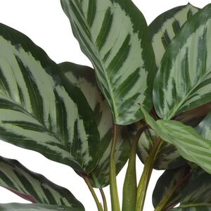 Искусственное растение в горшке Calathea 38 см Kaemingk фото 3