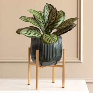 Искусственное растение в горшке Calathea 38 см Kaemingk фото 3