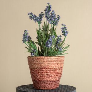 Искусственная Лаванда Loddon Blue в цветочном горшке 33 см Edelman фото 2