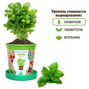 Набор для выращивания Базилик зеленый в горшке Happy Plant (Хэппи Плант) фото 2