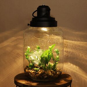Декоративный флорариум-банка Rubiera с Монстерой 39*20 см, теплая белая LED подсветка 
