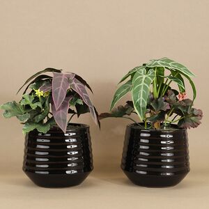 Искусственное растение в горшке Alocasia Purple 25 см Kaemingk фото 3