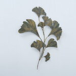 Декоративное панно Ginkgo Buttoni 95*67 см
