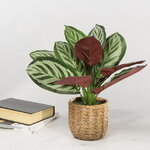 Искусственное растение в горшке Calathea 38 см